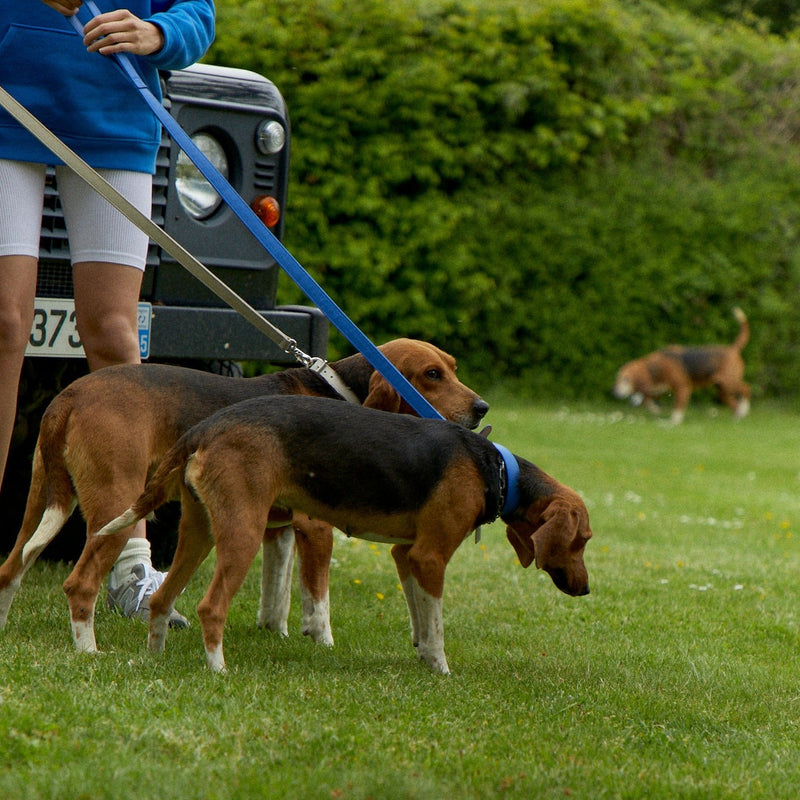 CHARLIE - LEATHER DOG COLLAR